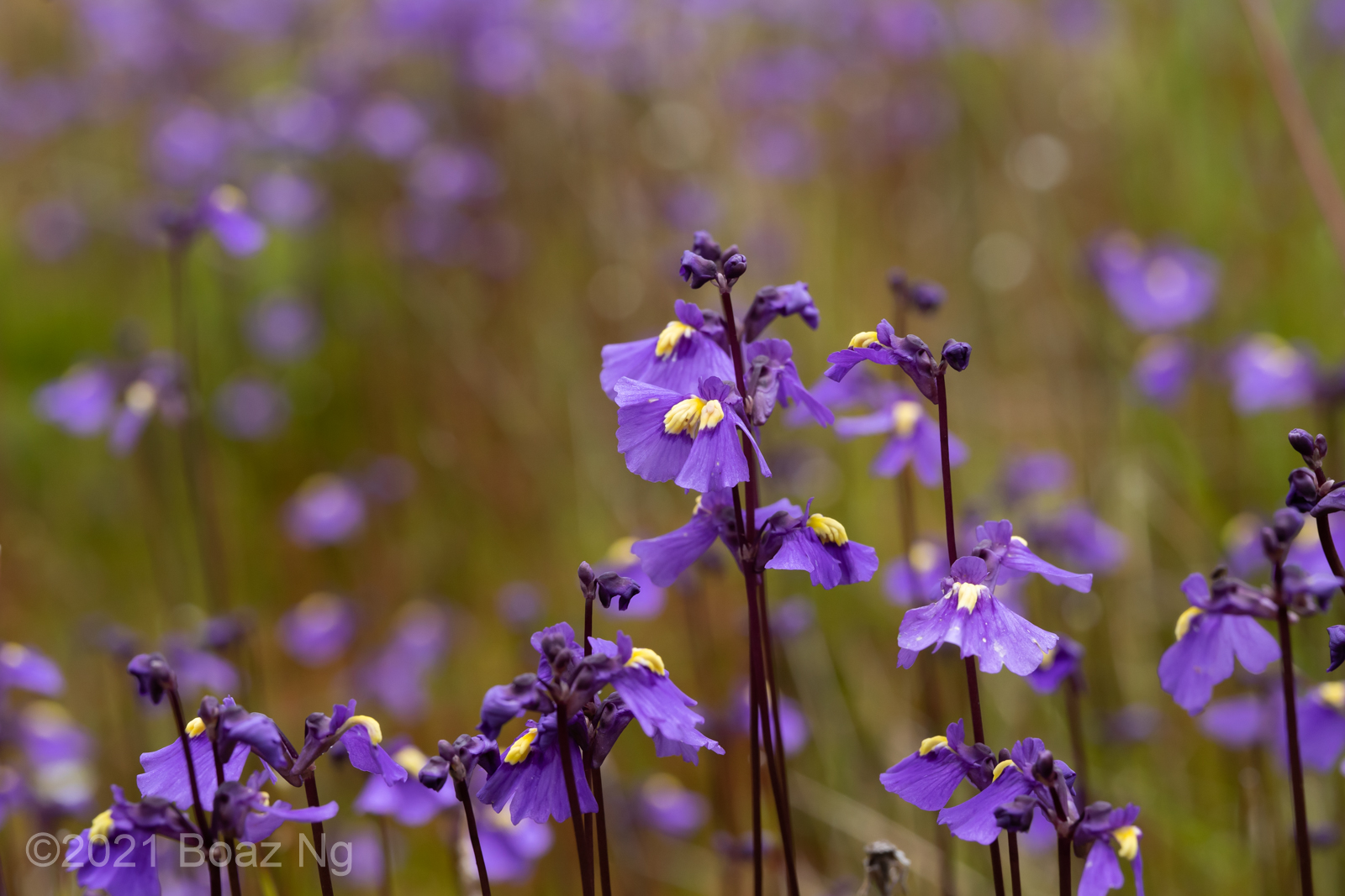 An aberrant population of Utricularia dichotoma subsp. dichotoma in the Kosciuszko National Park