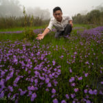 Introgression between Utricularia oppositiflora and U. dichotoma in the Errinundra National Park