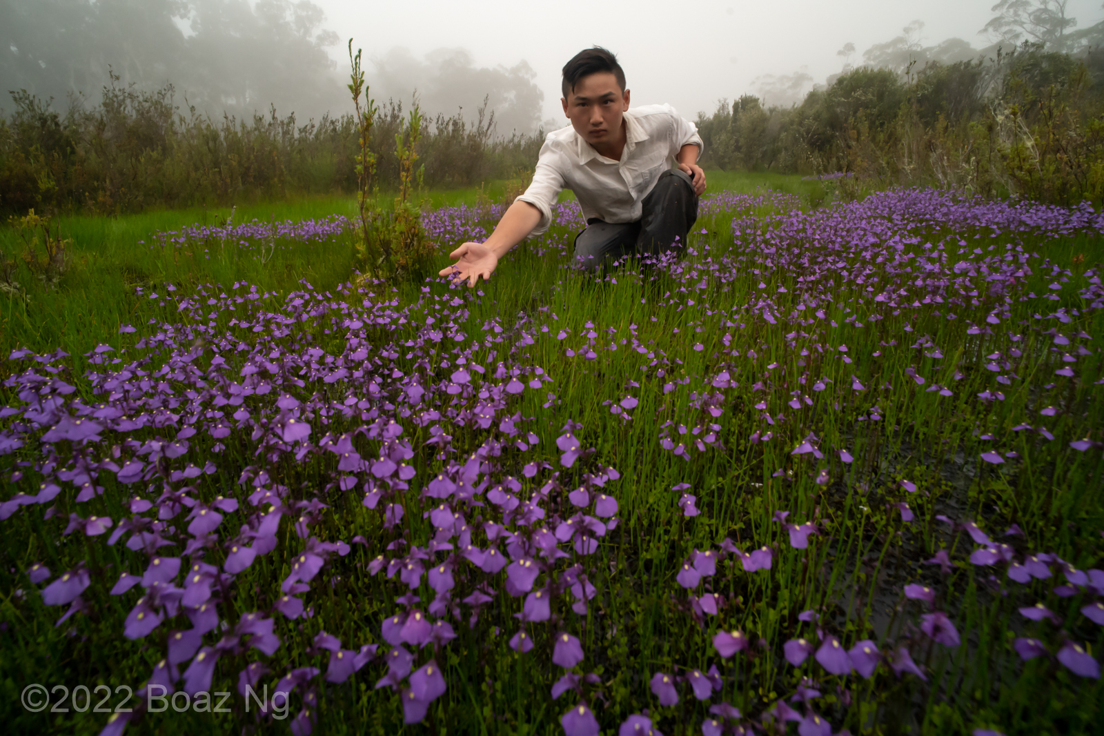 Introgression between Utricularia oppositiflora and U. dichotoma in the Errinundra National Park