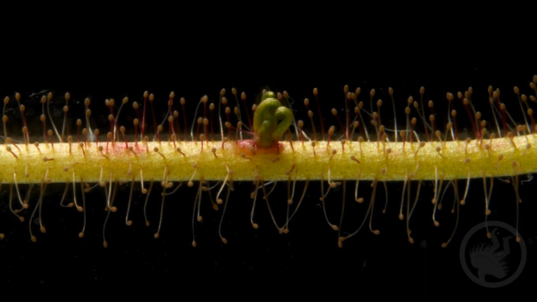 Drosera filiformis leaf cutting time-lapse