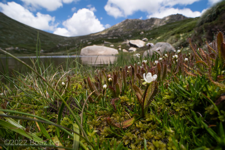 Drosera arcturi on Mt Kosciuszko