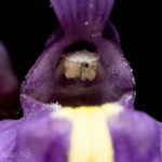 New Lens! Laowa 25mm f/2.8 2.5-5x Super Macro vs Utricularia dichotoma