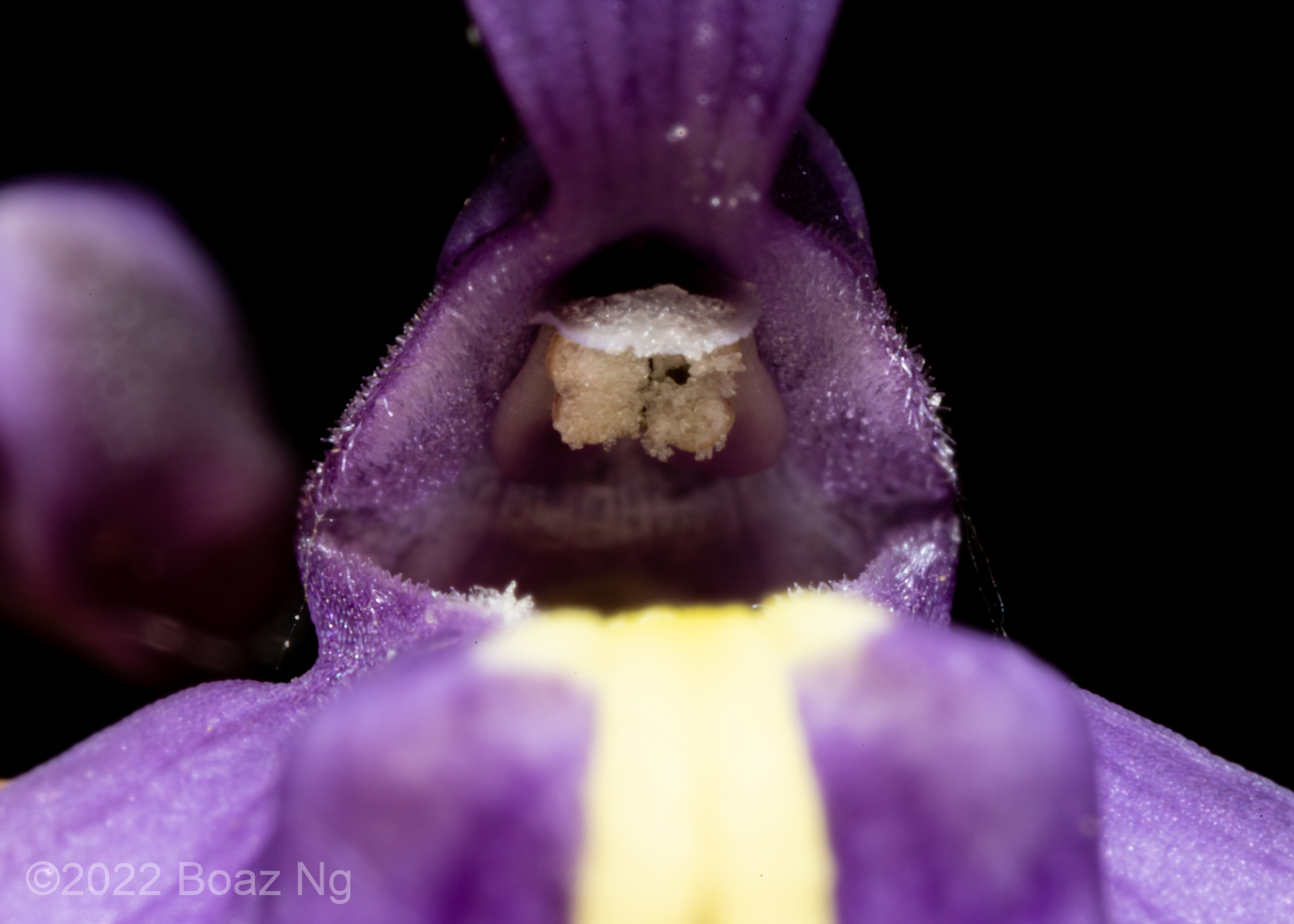 New Lens! Laowa 25mm f/2.8 2.5-5x Super Macro vs Utricularia dichotoma