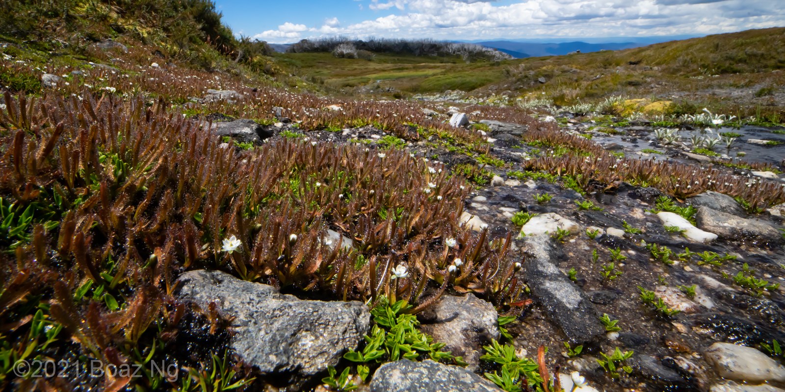 Drosera arcturi Species Profile