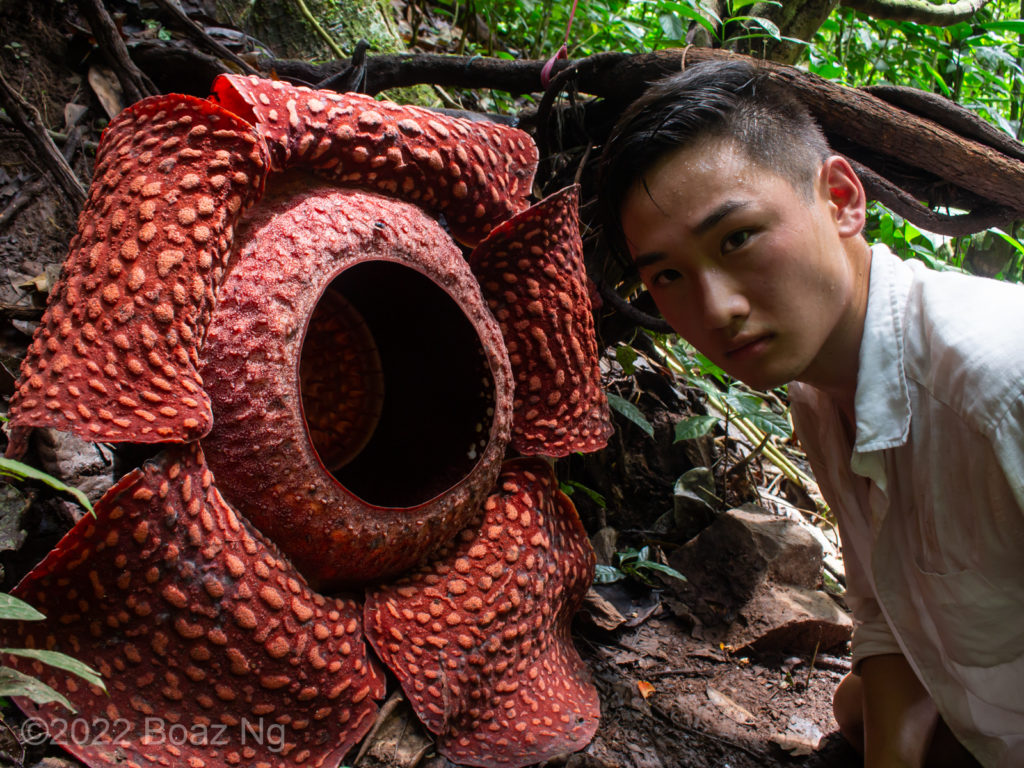 Rafflesia arnoldii - Fierce Flora