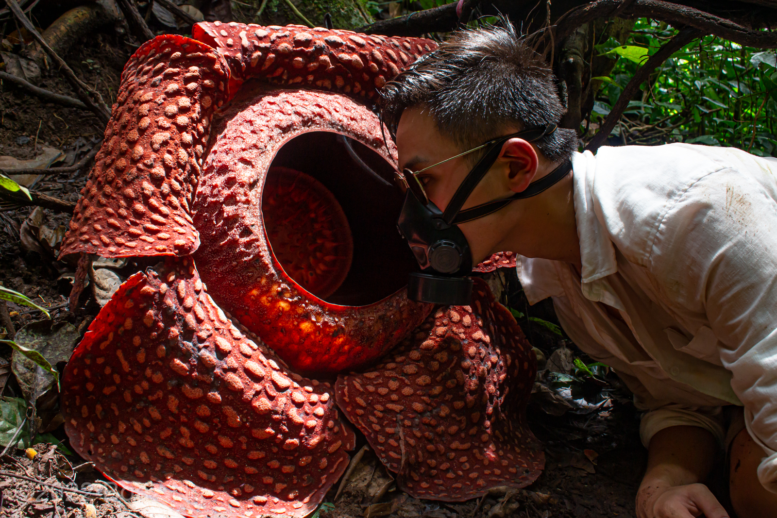 Rafflesia arnoldii - Fierce Flora