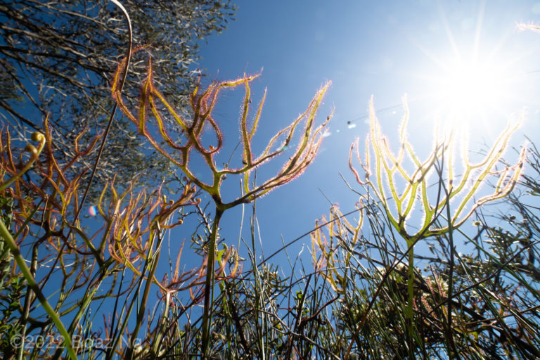 Giant Drosera binata in the Southern Highlands, NSW