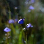Utricularia dichotoma subsp. fontana