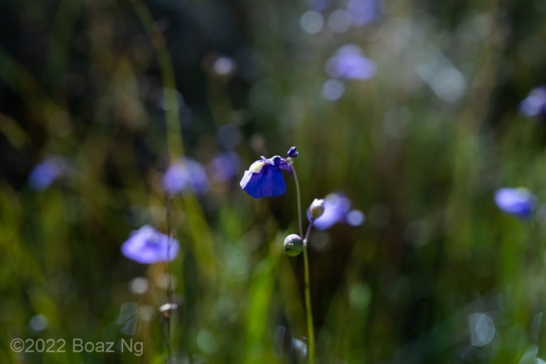 Utricularia dichotoma subsp. fontana