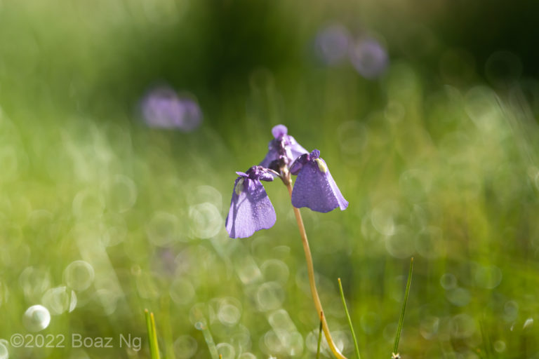 Species Profile: Utricularia dichotoma subsp. novae-angliae