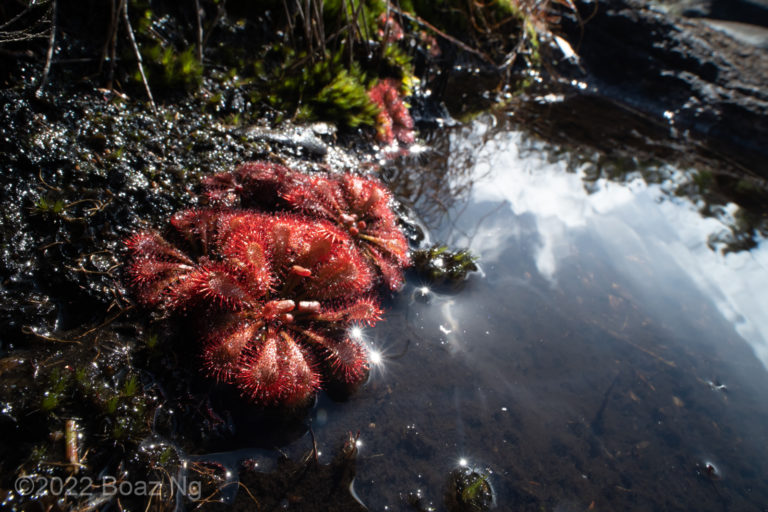 Drosera spatulata in Gibraltar Range National Park