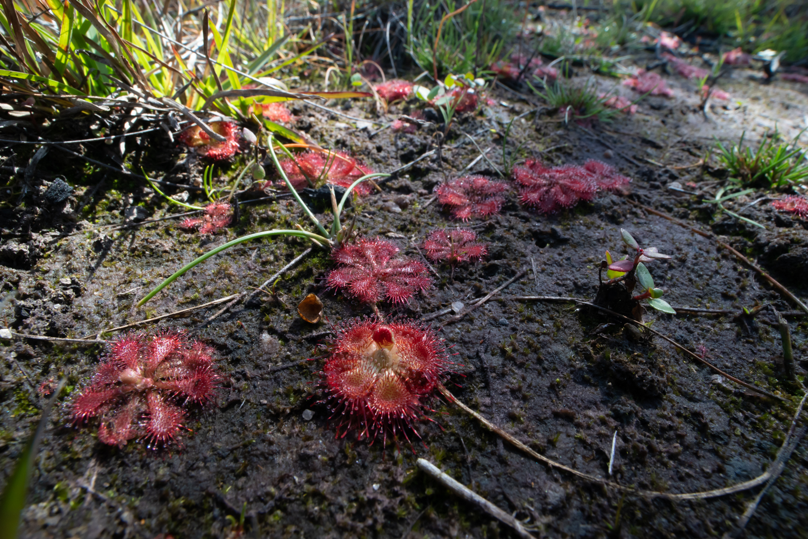 Carnivorous Plants of the Torrington State Conservation Area