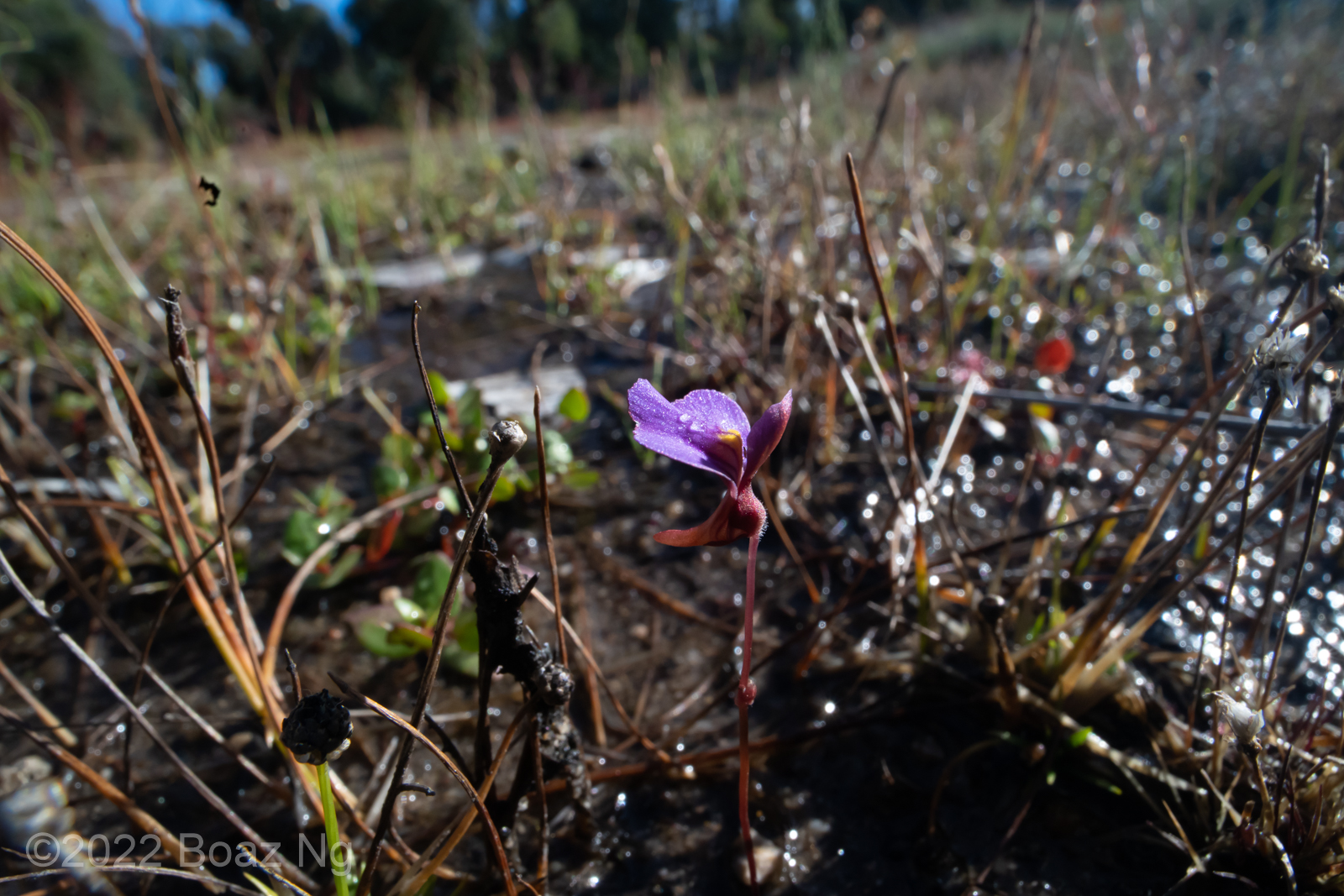 Utricularia aff. lasiocaulis in Torrington – A new record for NSW