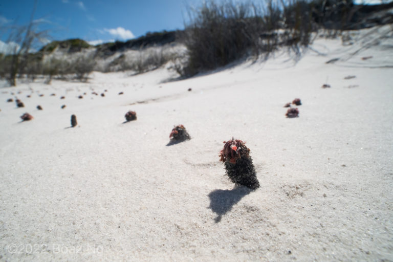 Species profile: Drosera stipularis