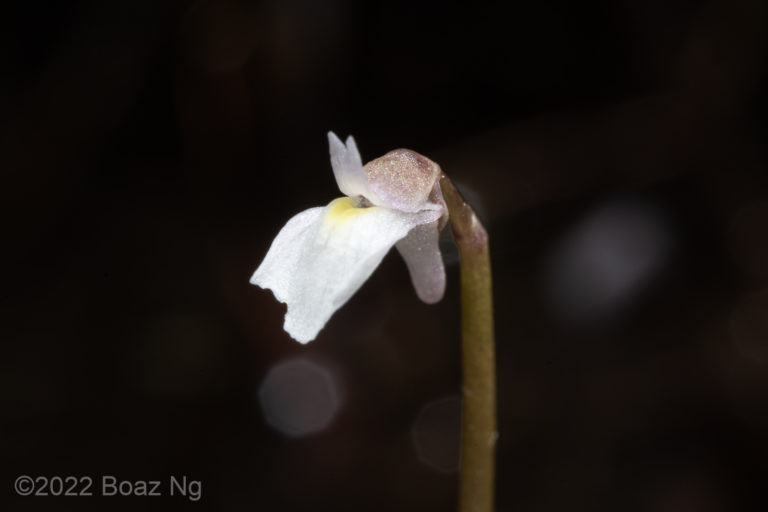 Species profile: Utricularia albiflora