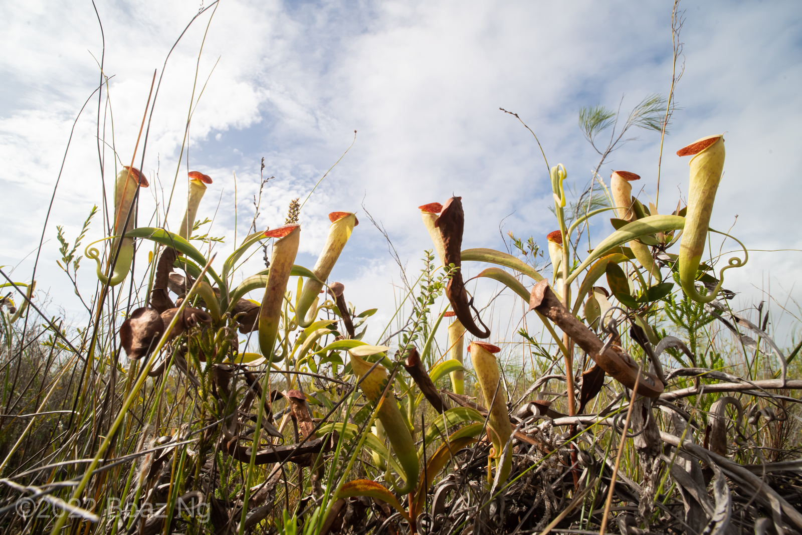 Species Profile: Nepenthes tenax