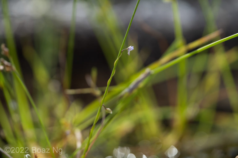 Utricularia foveolata Species Profile