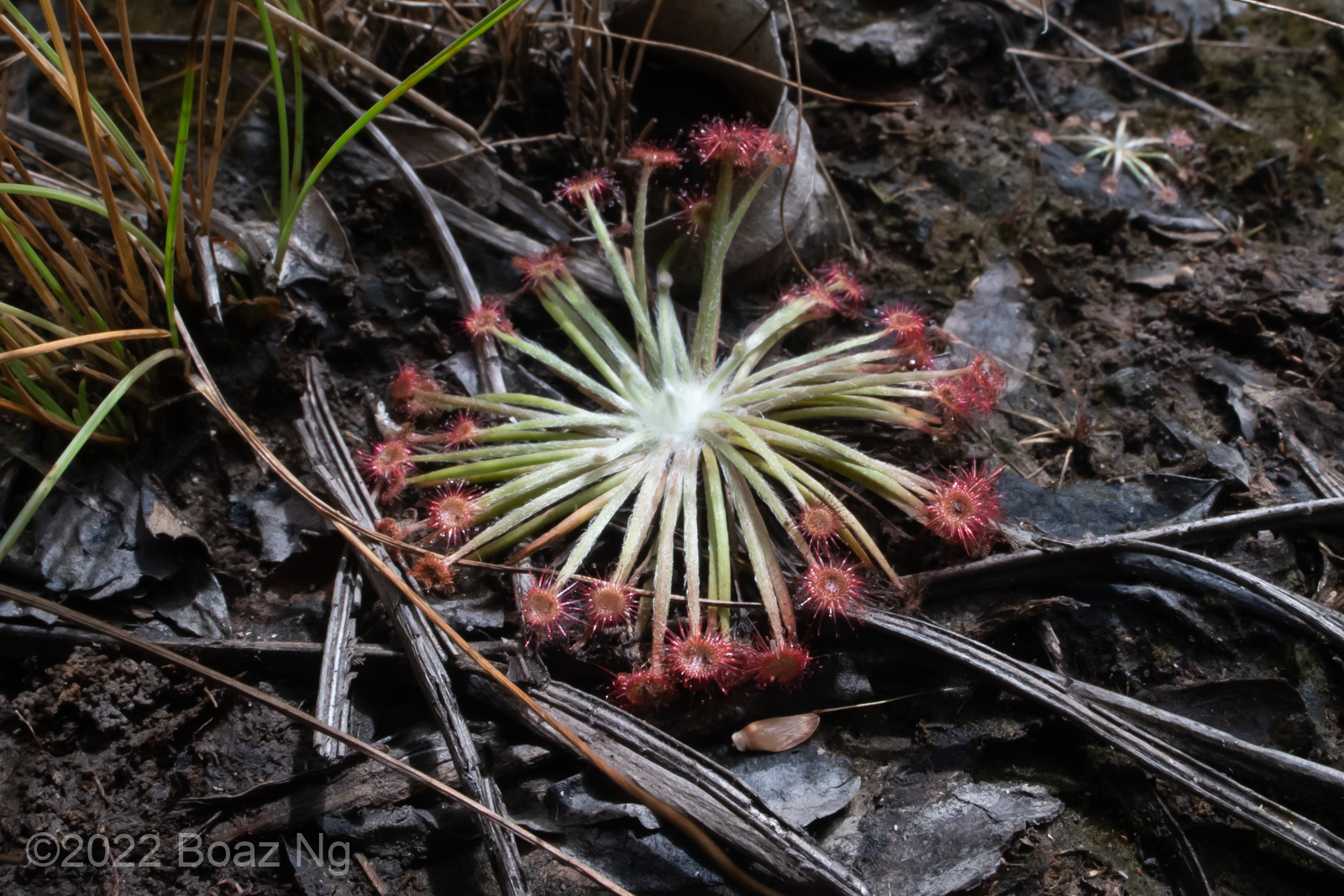 Drosera petiolaris Species Profile