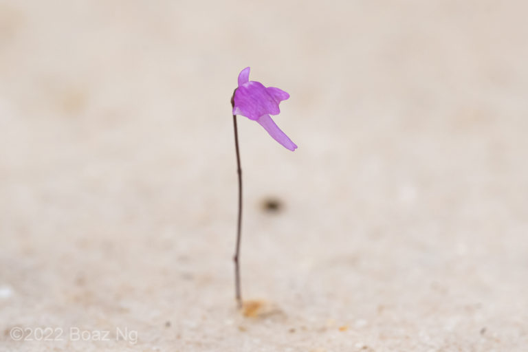 Utricularia minutissima Species profile