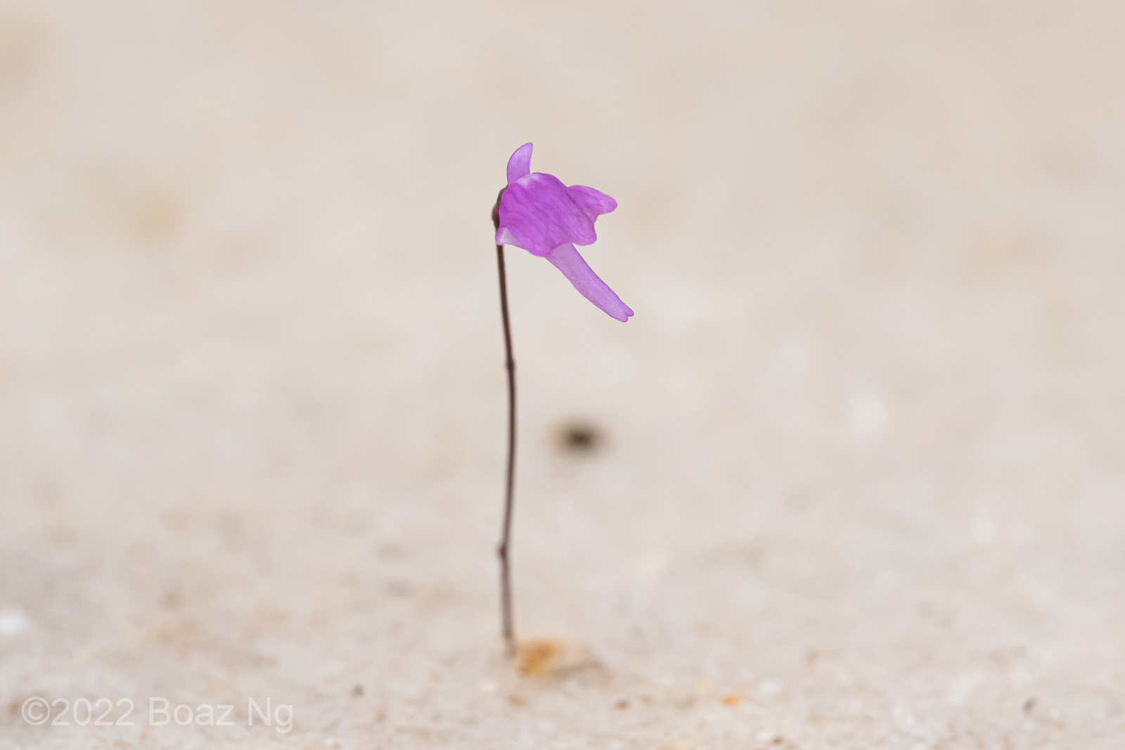 Utricularia minutissima Species profile