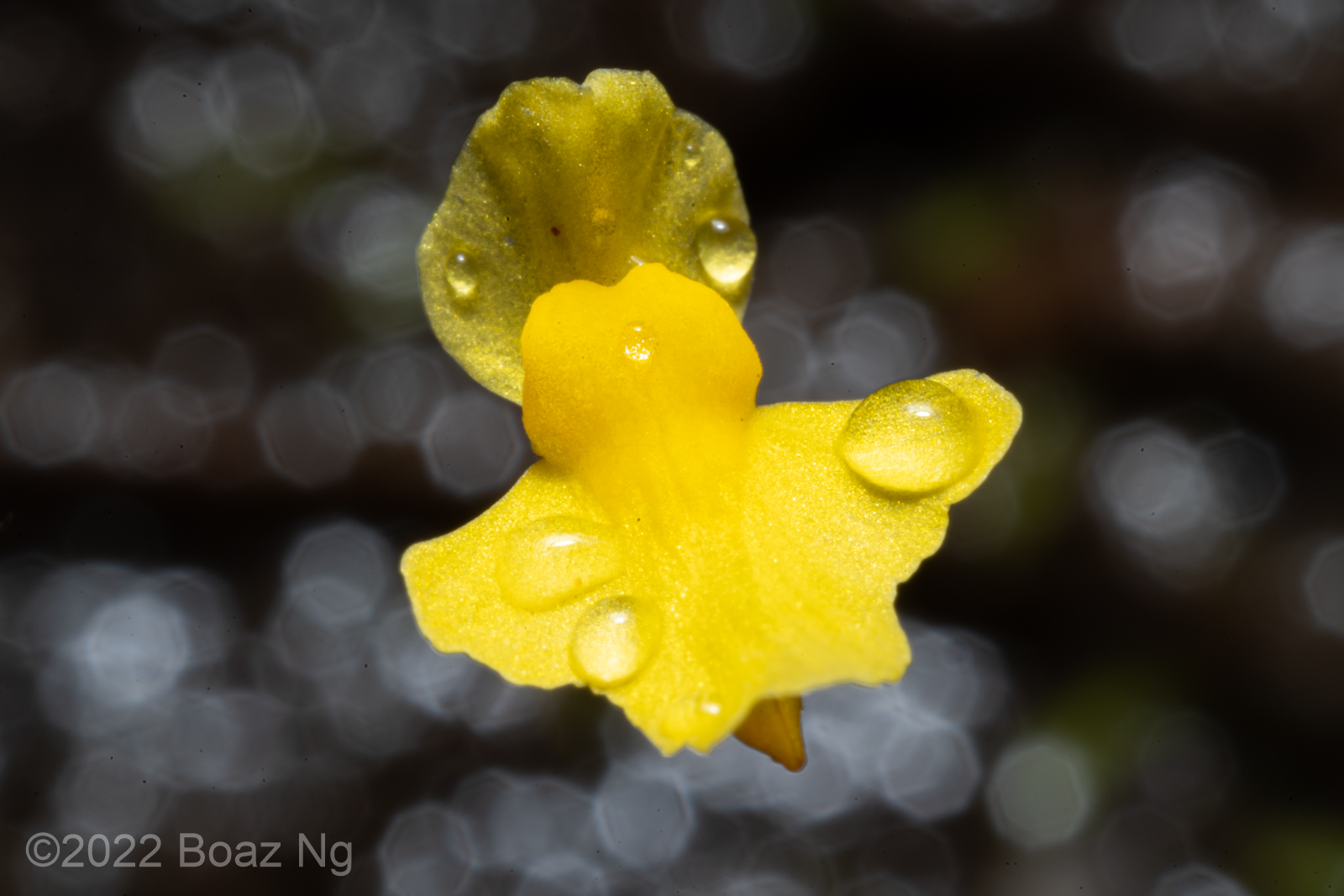 Species profile: Utricularia subulata