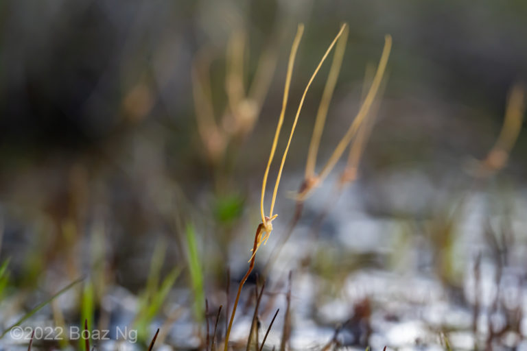 Species profile: Utricularia lowriei