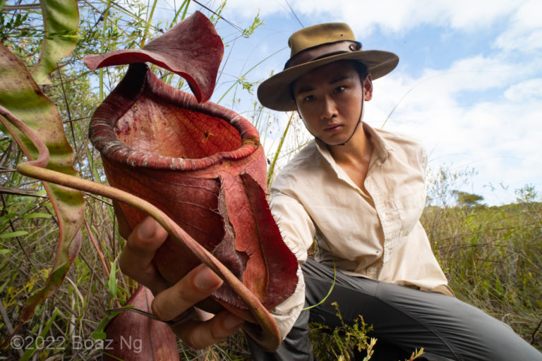 Nepenthes rowaniae Species Profile