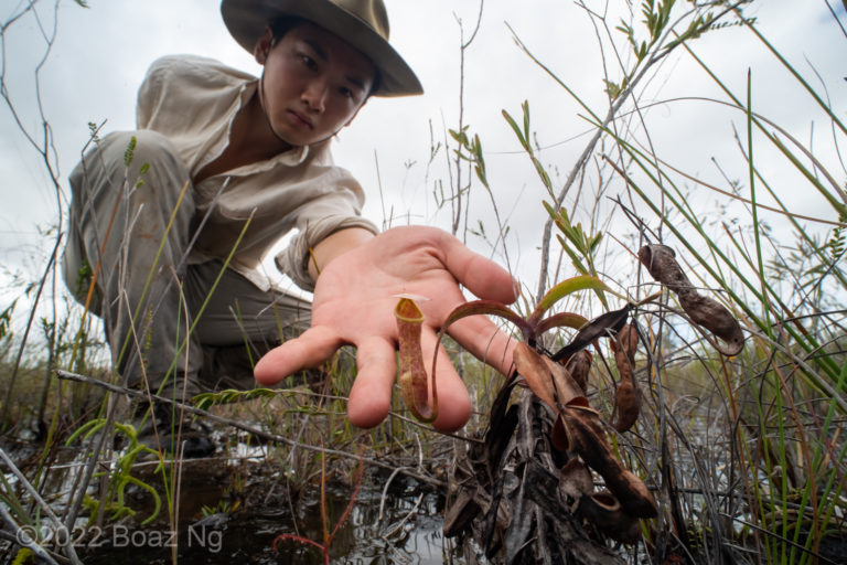 Species profile: Nepenthes parvula