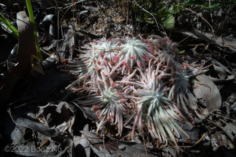 Drosera lanata Species Profile