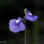 Utricularia blackmanii Species Profile