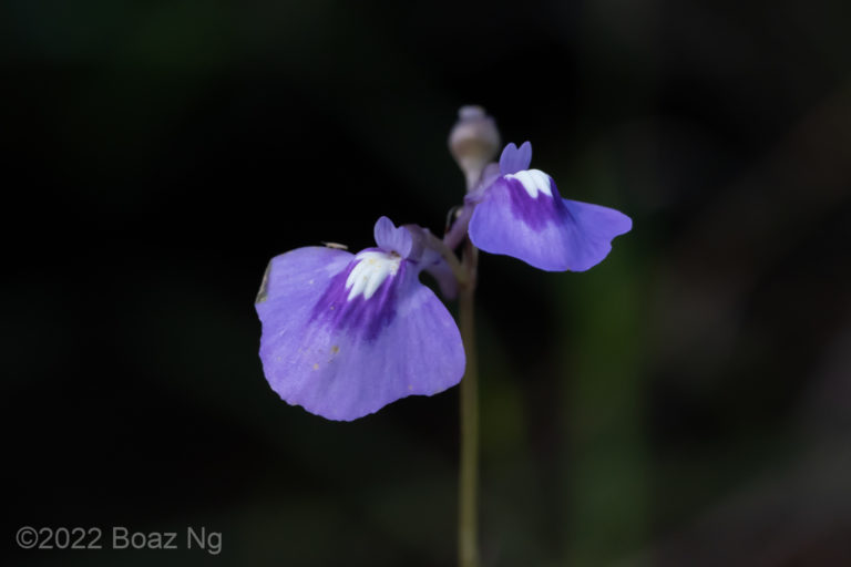 Utricularia blackmanii Species Profile