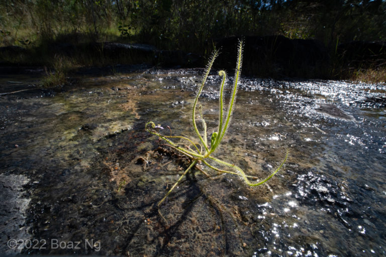 Drosera finlaysoniana Species Profile