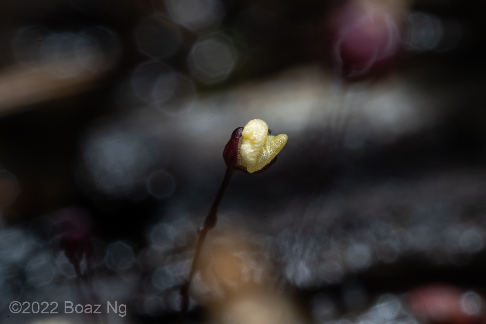 Utricularia aff subulata on Cape York