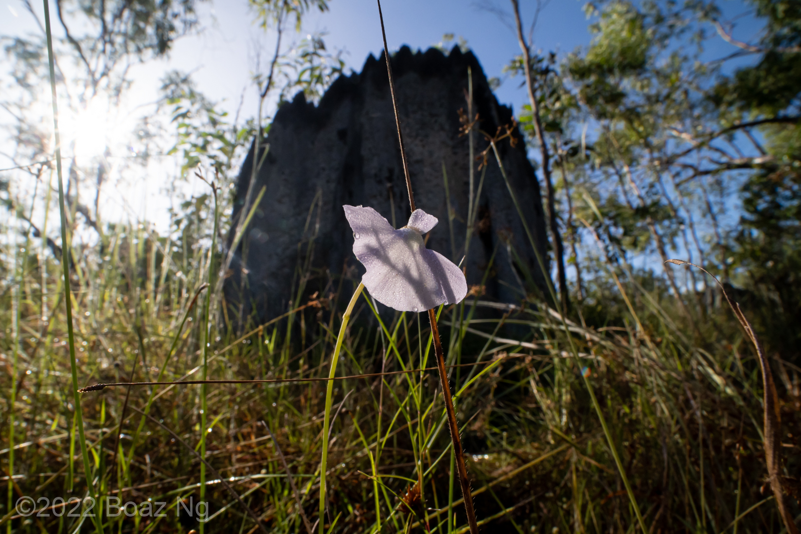 Utricularia terraereginae Species Profile