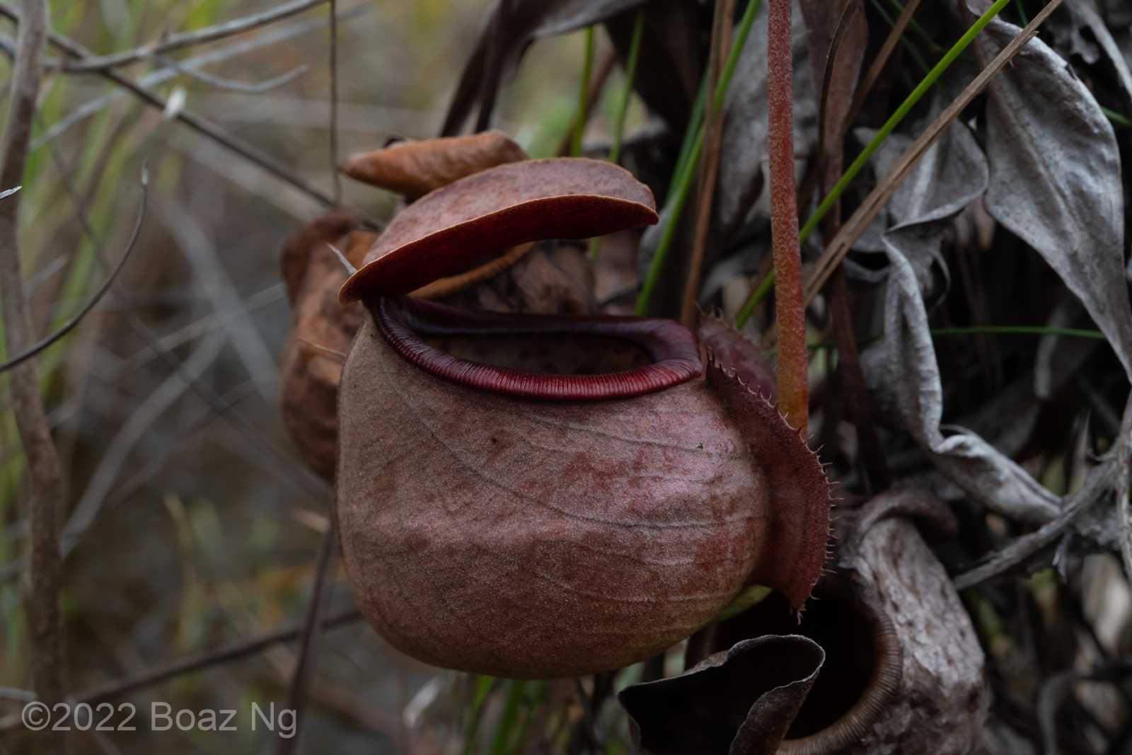 Natural Hybrids in Australian Nepenthes