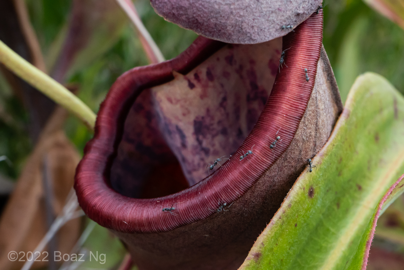 Australian pitcher plants farm their own food Fierce Flora