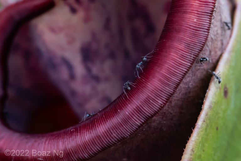 Australian pitcher plants farm their own food