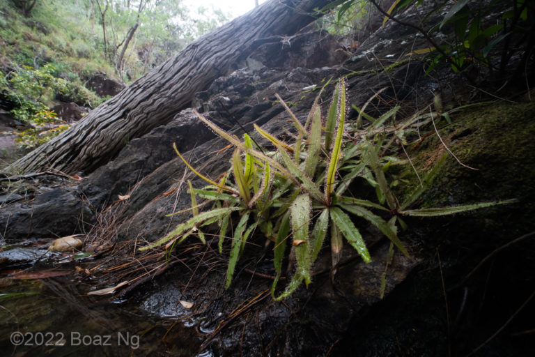 Drosera adelae Species Profile