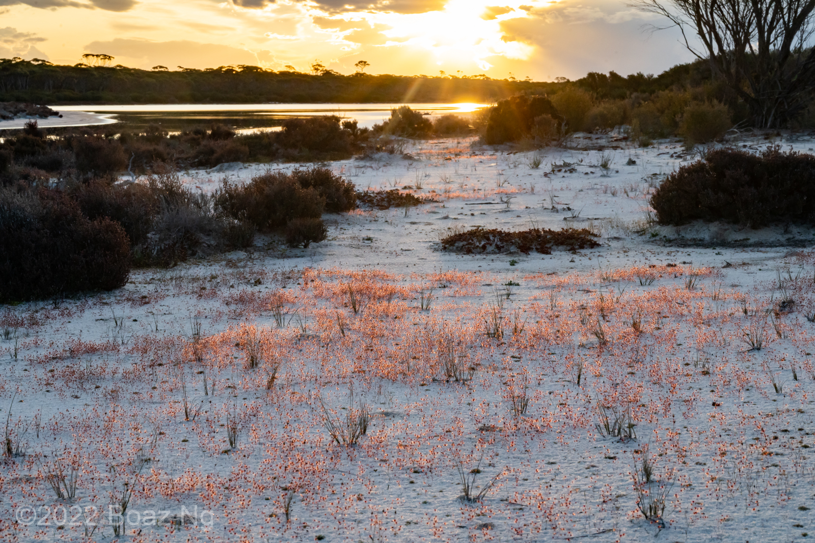 Drosera salina at sunset