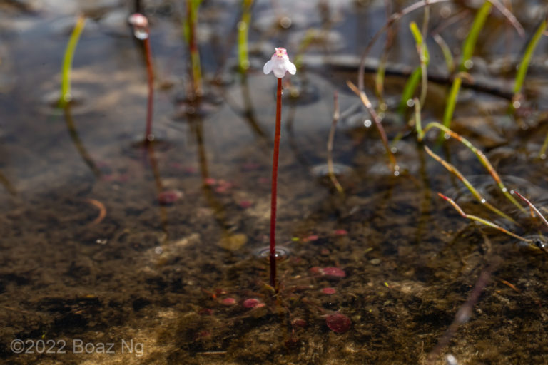 Utricularia westonii Species Profile