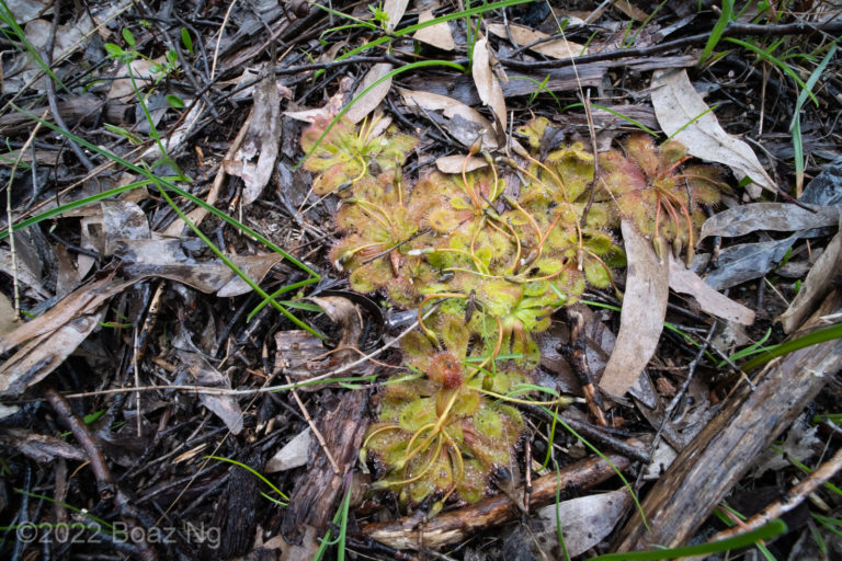 Drosera whittakeri Species Profile