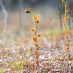 Drosera bicolor Species Profile