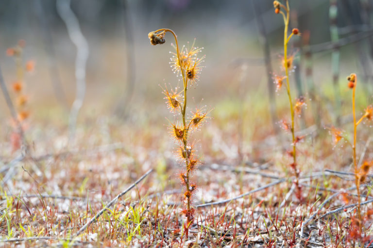 Drosera bicolor Species Profile