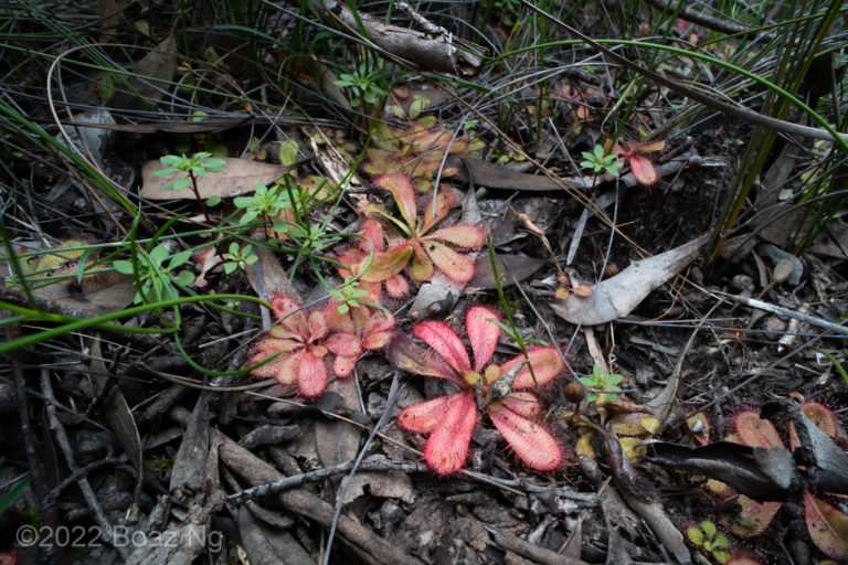 Drosera prostratoscaposa Species Profile