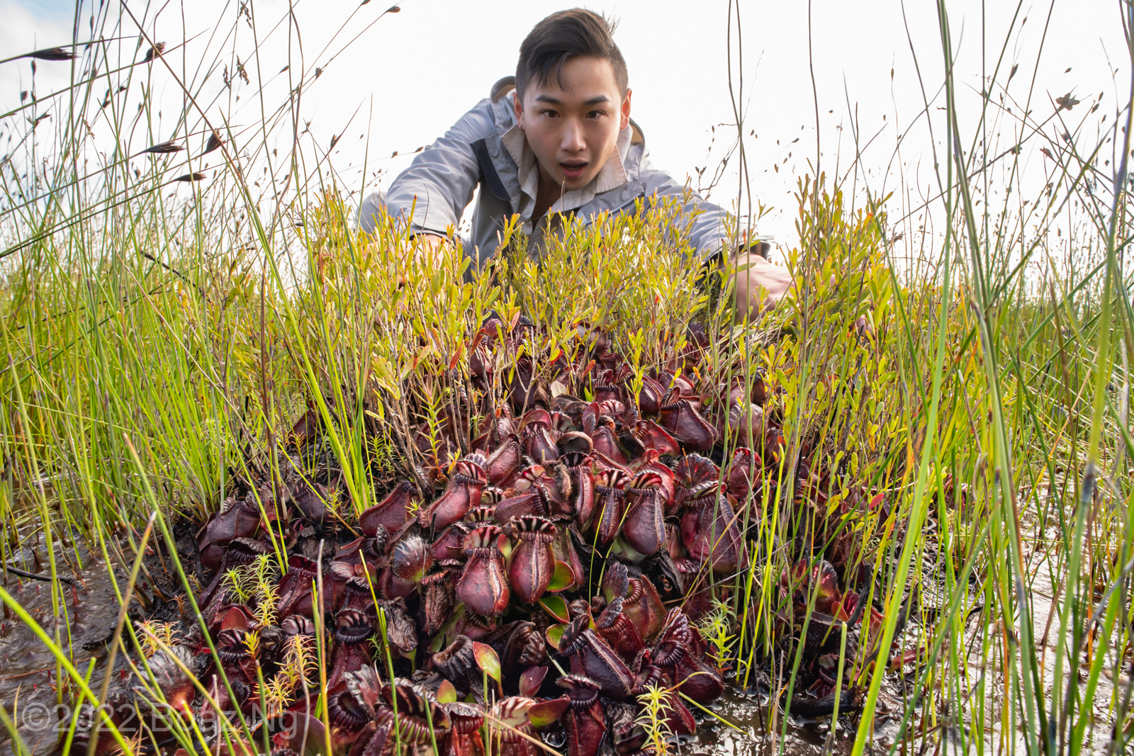 The ecology of the Albany Pitcher Plant (Cephalotus follicularis)