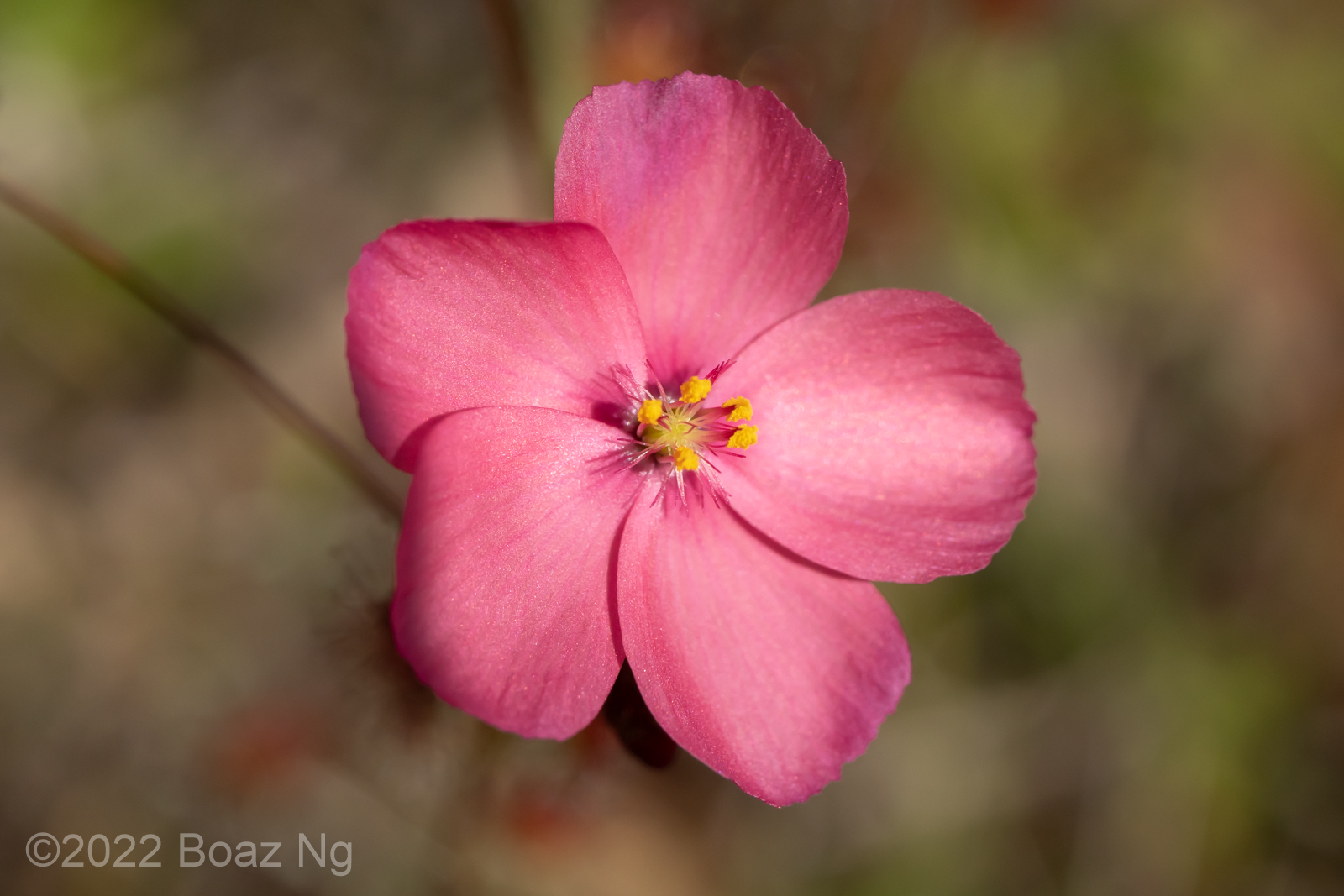 Drosera aff. menziesii 'orange flowers' Fierce Flora