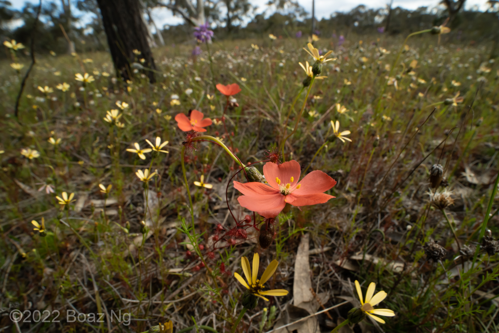 Drosera aff. menziesii ‘orange flowers’