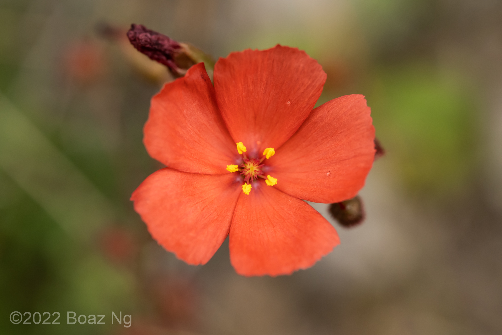 Drosera aff. menziesii 'orange flowers' Fierce Flora