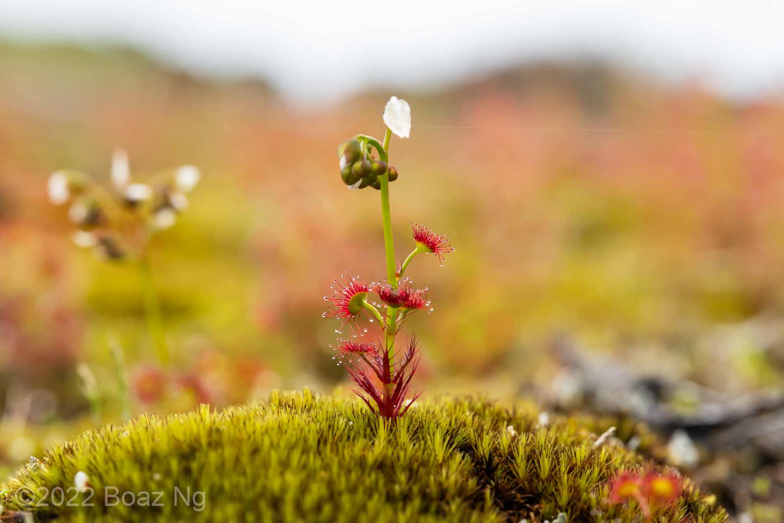 Drosera fimbriata Species Profile