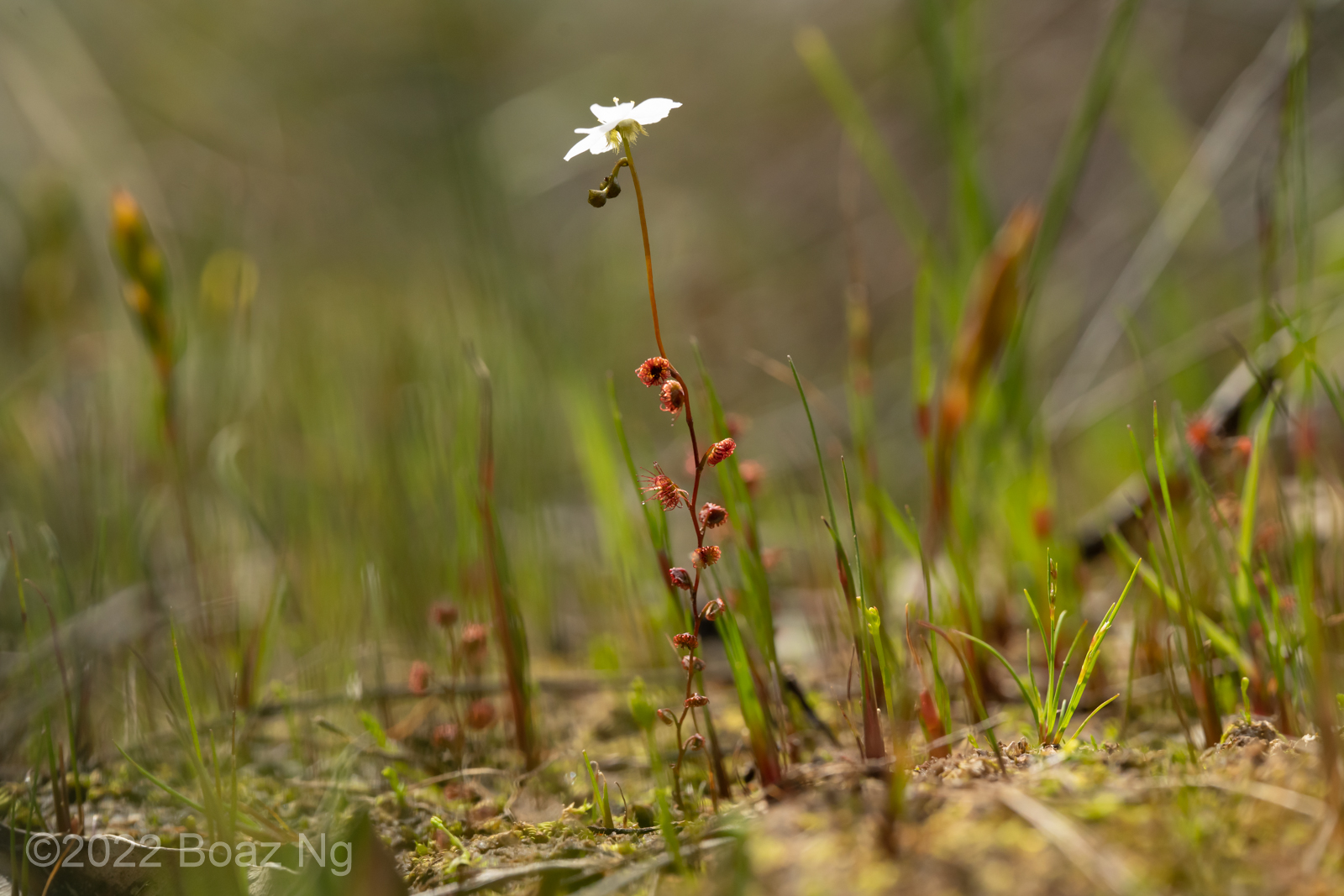 Drosera bulbigena Species Profile